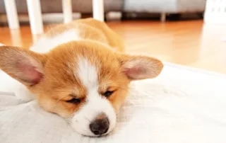 Puppy lying on puppy pad.