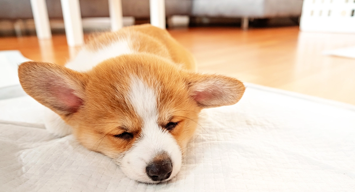 Puppy lying on puppy pad.