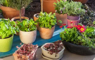 Variation of flower pots with herbs and other plants