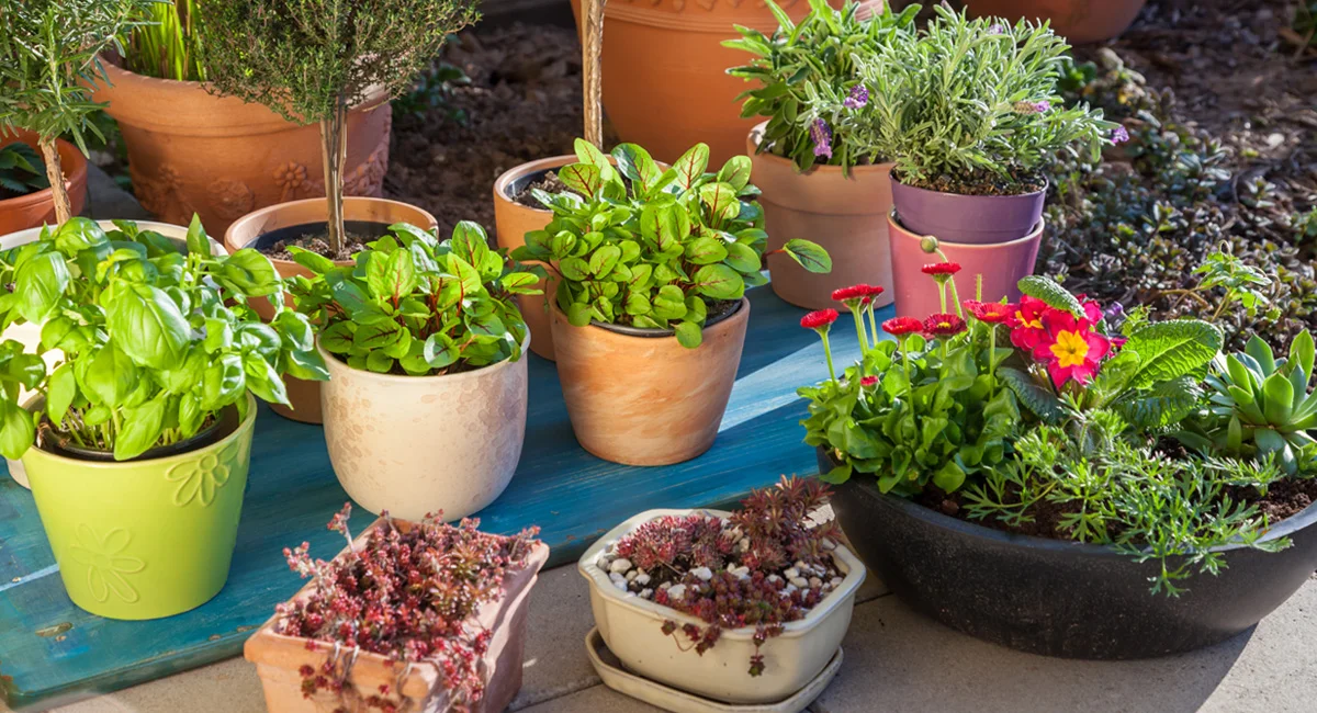 Variation of flower pots with herbs and other plants