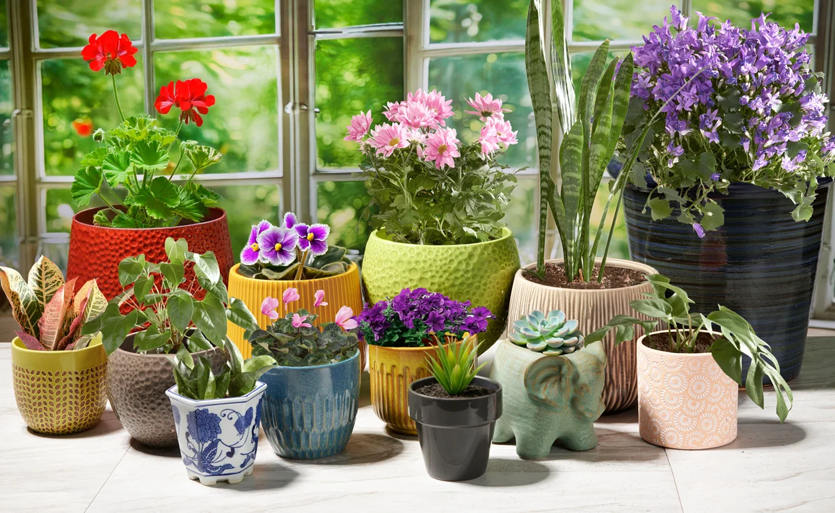 Varieties of 2025 OSJL planters