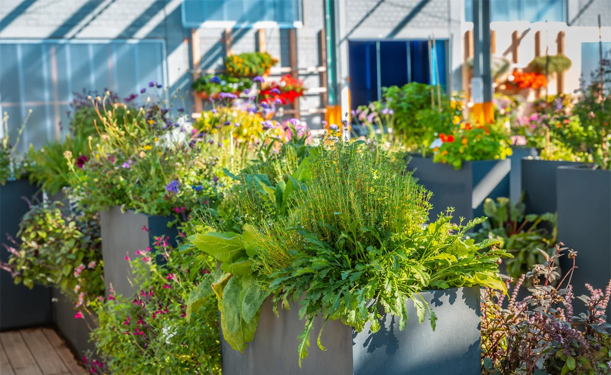 Big raised flower pots in shop, plants for terrace, balcony and garden