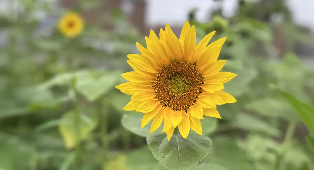 Bright yellow sunflowers in full bloom Sunflower Sprouts 2025