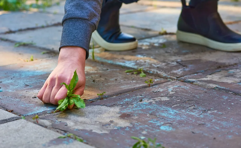 A person picking weeds from the concrete in her yard.