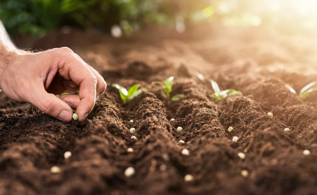 A person planting seeds individually in the dirt.