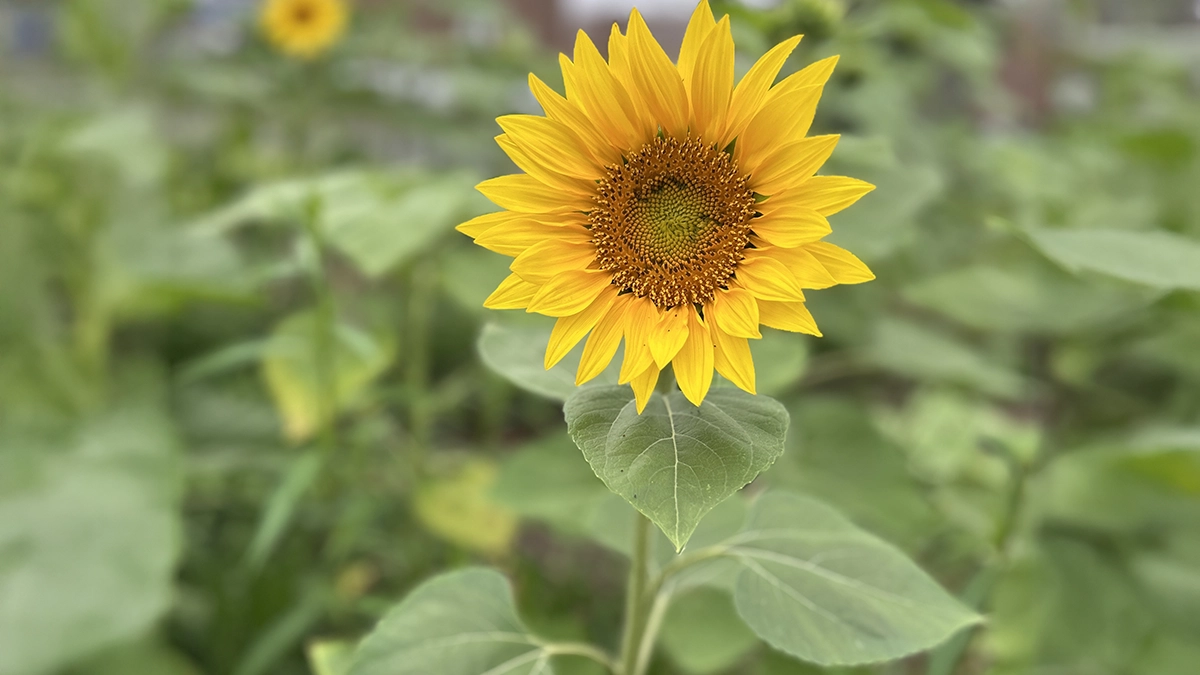 Bright yellow sunflowers in full bloom2 Bright yellow sunflowers in full bloom