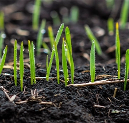 grass seed