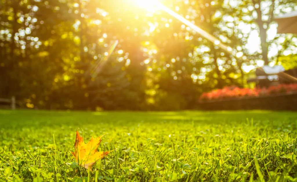 A beautiful sunrise highlights a perfect lawn.