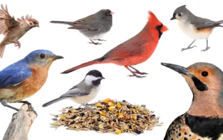 A collage of different birds surrounding a pile of birdseed.