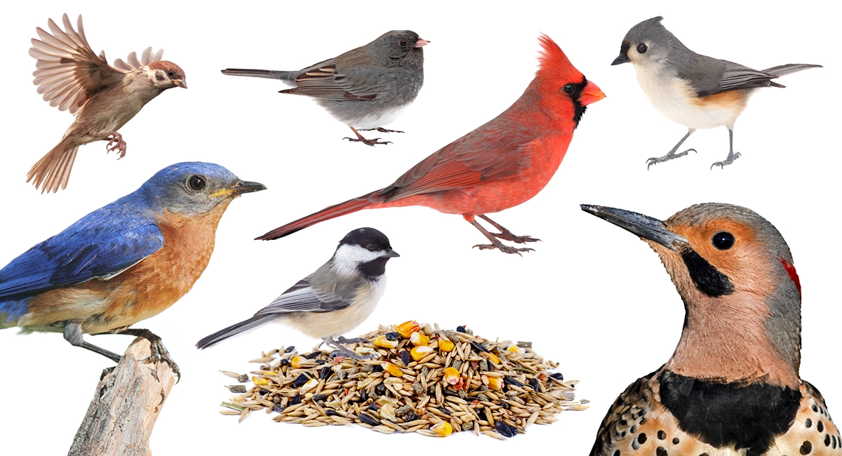 A collage of different birds surrounding a pile of birdseed.