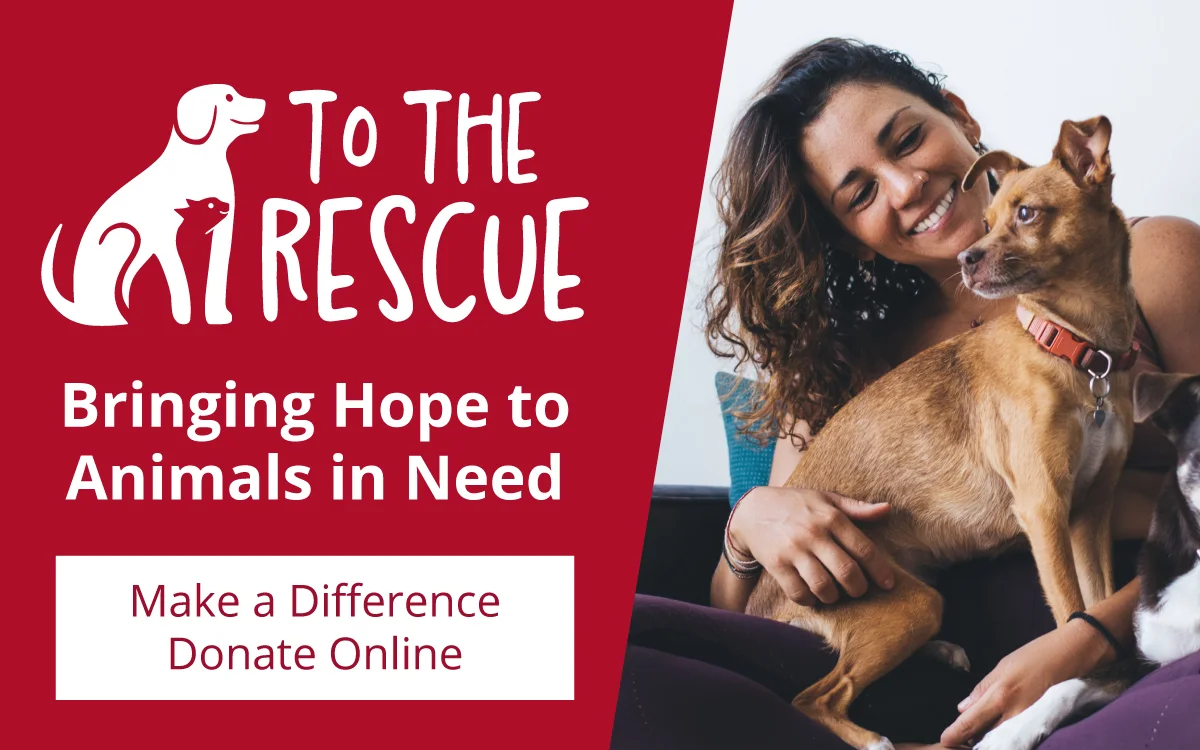 To The Rescue, Bringing Hope to Animals in Need, Make a Difference, Donate Online