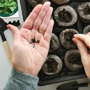 seed starting